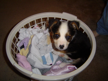 Cooper in the basket