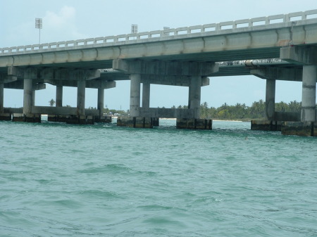 Tarpons, Key West FL