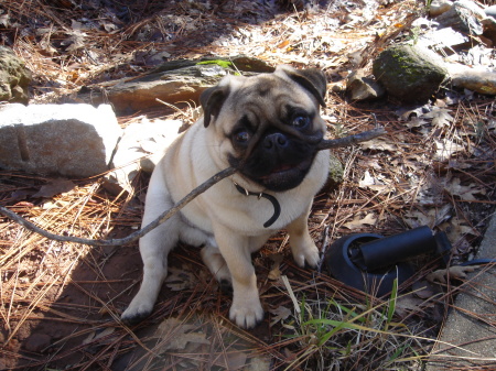 Hermes my Grand Pug.