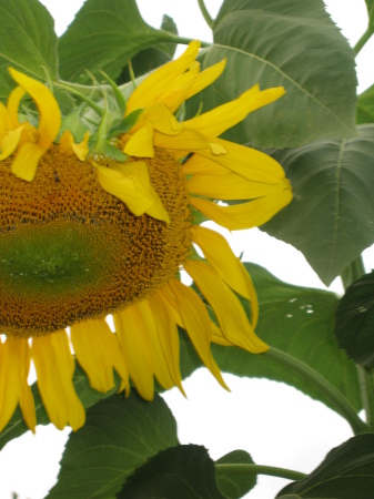 sunflower 8-6-07