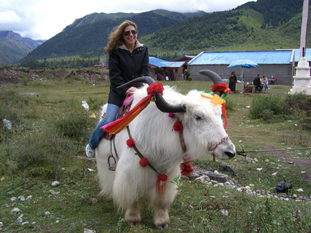 on a Yak in Tibet