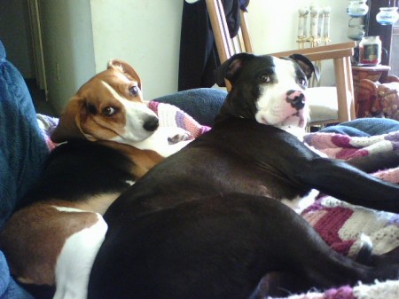my dogs Wags (beagle) & Deisel (pit)