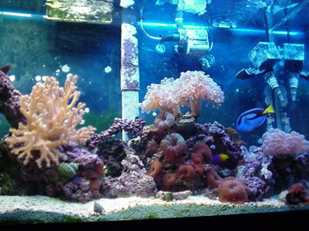 My fish tank