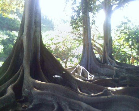 Fig trees