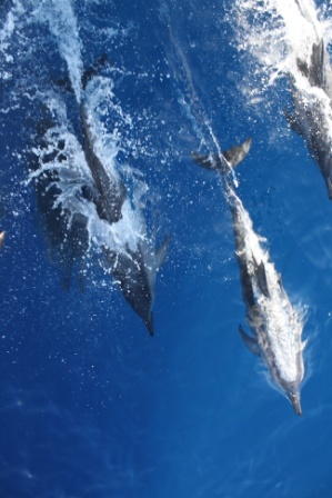 Spinner dolphins - Ka'anapali, Maui