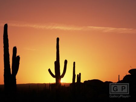 Desert Scene