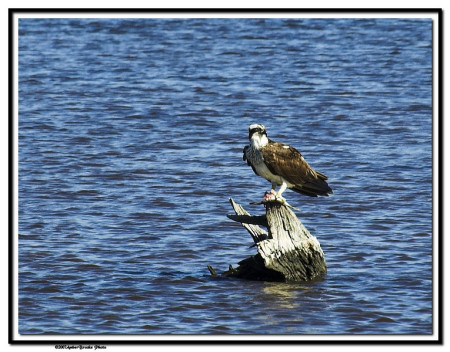 Osprey at Black Water