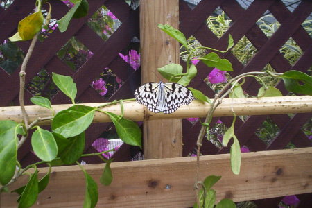 butterflyatgarden