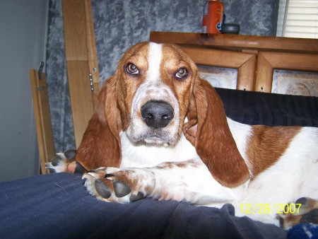 Our Basset Fred