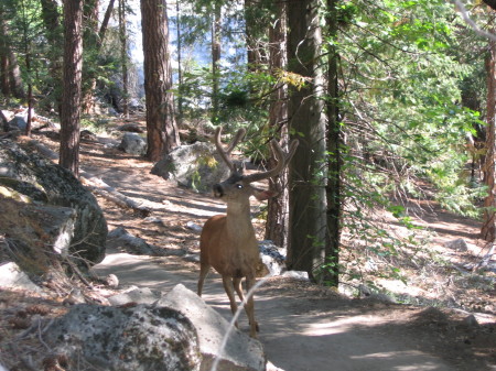 Buck on Trail