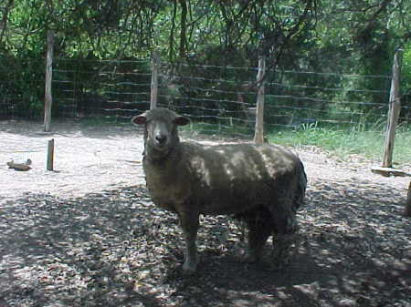 Flower Bob - My Rambouillet Ewe