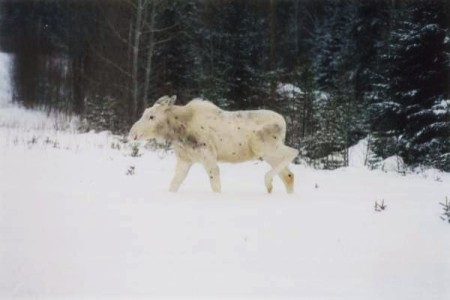 Albino Moose