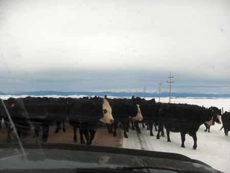 traffic in montana
