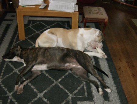 Desmond & Sonja--our two dogs.