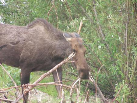 alaska branch trimmer