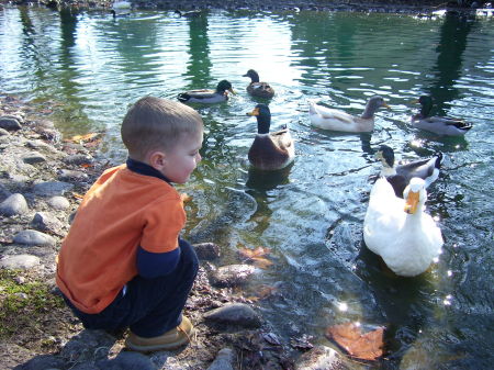 Talking with the ducks