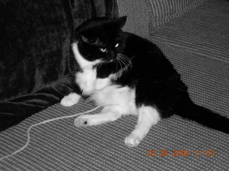 Very Fat Sassy Cat- and she is even fatter now since this picture