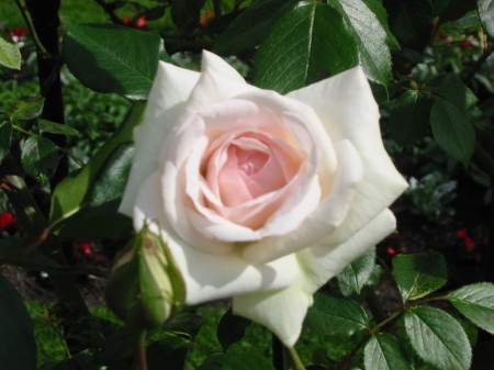 Rose in Maribell Gardens (Sound of Music)