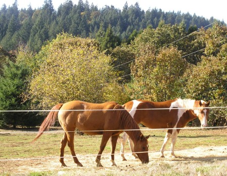 Rescued horse with Kya