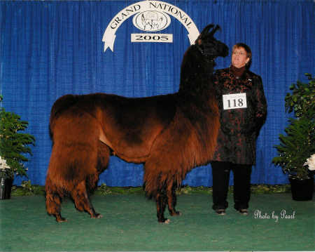 National Llama Show 2005