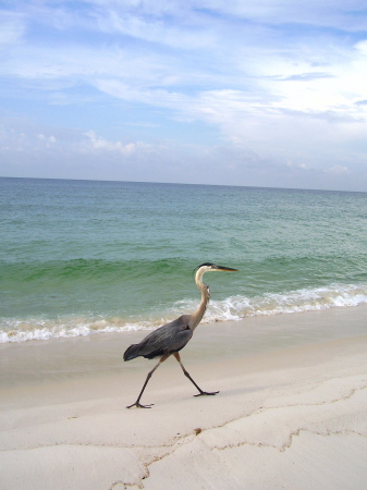 Beach Thief