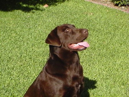 My Chocolate Lab (ROCK).