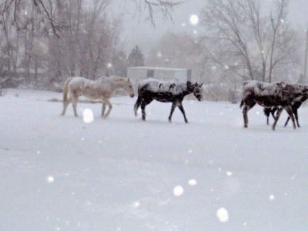 Winter on the farm