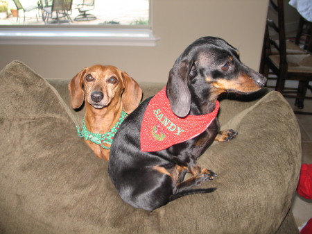 Dachshund Babies!