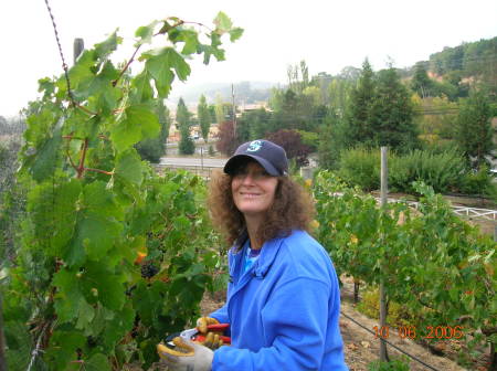 2006 Hillside vineyard harvest.