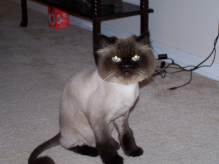 My cat Boomer after a haircut
