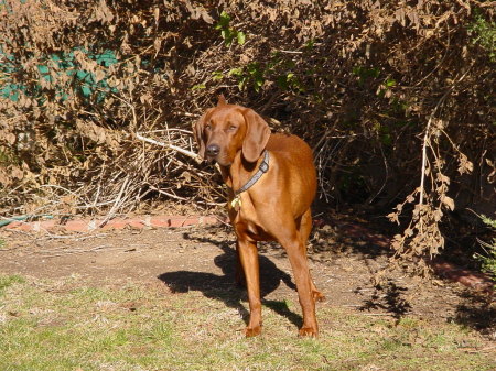 our redbone coonhound Duke