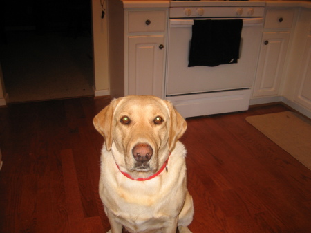 Our Yellow Lab - Simba