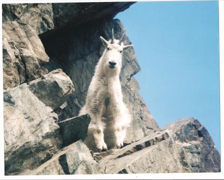 Utah mountain goat
