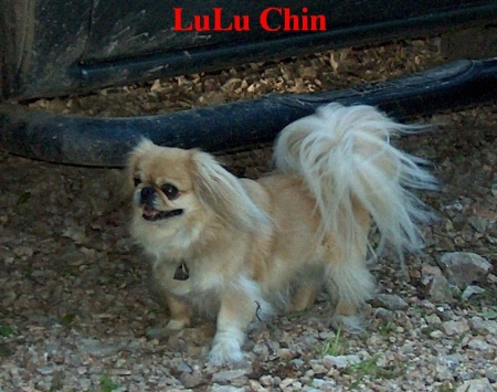 LuLu Chin