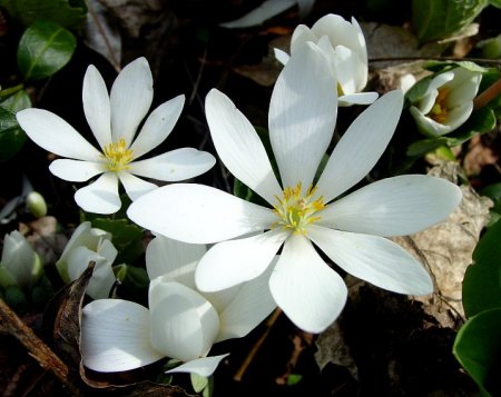 Bloodroot