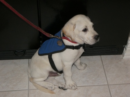 Guide Dog Puppy Jacket