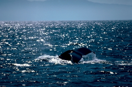 humpback whale after a breath