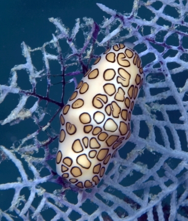 Nudibranch on the feed