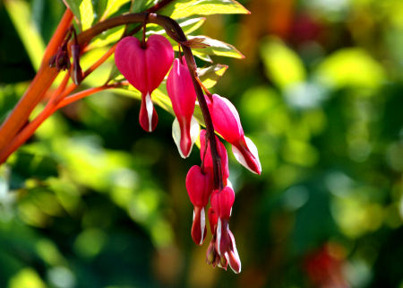 Bleeding Hearts in the Flowerbed