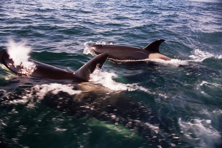 Who knew there where Orcas on this coast