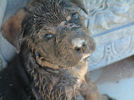 decided to play in the brown stuff (mudd)