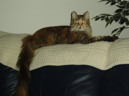 Our Maine Coon-Maddie