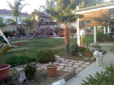 Backyard being changed to drought easy time