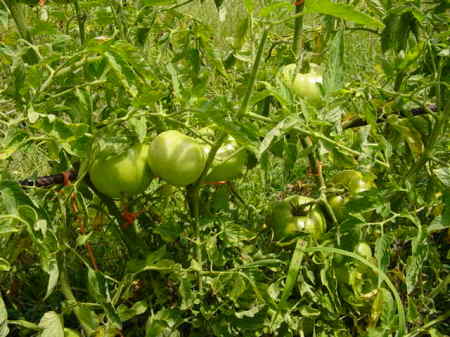 Check out our Tomatoes