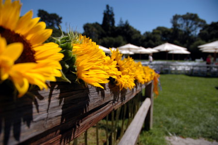 Wedding Sunflower