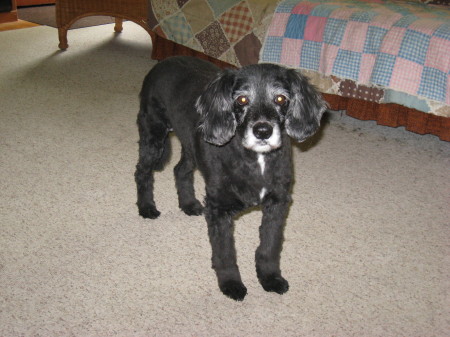 Mollie at 14yrs 10 months in April 2009.