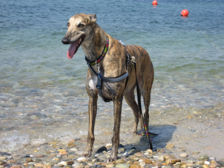 Zeke (greyhound)