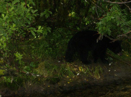 bear in the yard