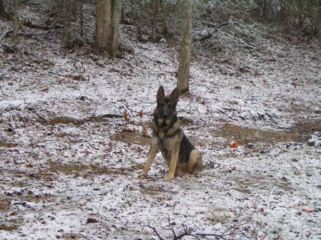 My Service K9 in snow