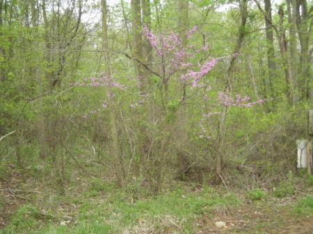 Woods around the pond